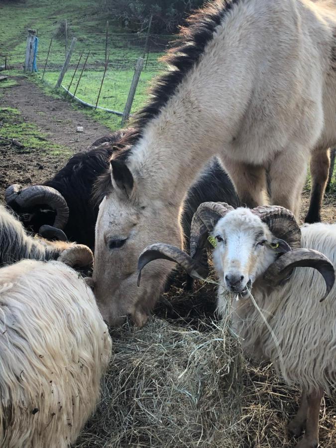 Ferme De Roccapina Bed & Breakfast Sarragia ภายนอก รูปภาพ